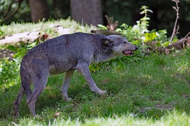 Gri kurdun bir alt türü olan Avrasya kurdu, kendisini yeniden Alman arazilerine tanıtıyor. Nüfusları Blackforest ve Odenwald gibi bölgelere yerleşiyor..