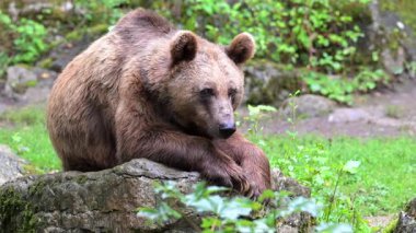 The brown bear is a large native to Eurasia and North America.
