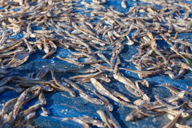 balıkçı grubu açık havada kurutulmuş balık yapmak. Balıkçılar grubu Co