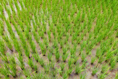 Güzel alanlarda pirinç tarlaları, yeni pirinç bitki sırasında 