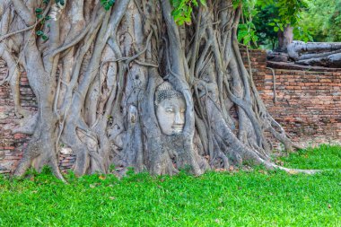 Wat Mahathat Tapınağı 'nda Banyan Tree root ile ünlü Buddha Head 