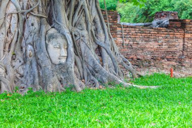 Wat Mahathat Tapınağı 'nda Banyan Tree root ile ünlü Buddha Head 