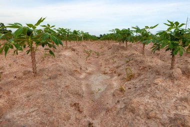 doğal arka planda manyok alanları. Manyok büyüt. Pl Sezon