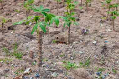 doğal arka planda manyok alanları. Manyok büyüt. Pl Sezon