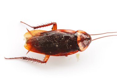 Hamamböceğini beyaz arkaplanda izole et