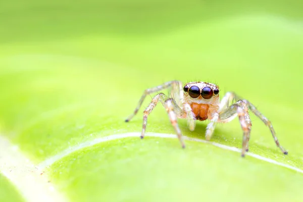Μακροεντολή Εικόνα Του Άλματος Αράχνη Λειτουργία Macro Κοντινό Πλάνο Ζώων — Φωτογραφία Αρχείου