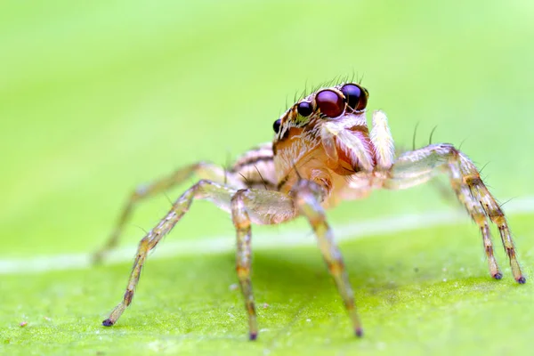 Macro Beeld Van Springende Spin Macro Modus Close Geschoten Dier — Stockfoto