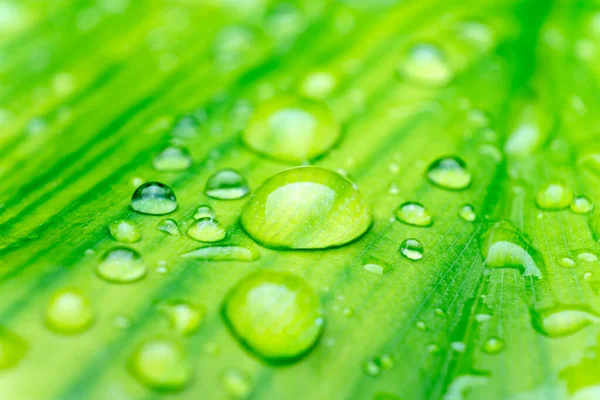 Drop Dew Morning Leaf Beautiful Green Leaf Texture Water Drop — Stock Photo, Image