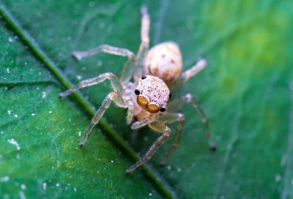 Närbild Hoppande Spindel Makro Läge Närbild Skott Djur Och Insekt — Stockfoto