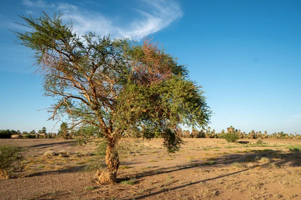 Árbol Desierto Sudanés Final Tarde — Foto de Stock