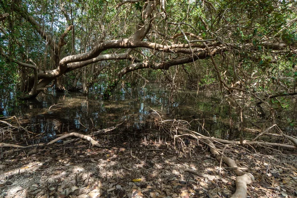 Suudi Arabistan Jizan Eyaleti Ndeki Bozulmamış Farasan Adası Ndaki Mangrove — Stok fotoğraf