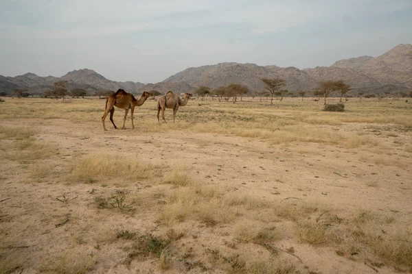 Camellos Salvajes Pastizales Región Taif Arabia Saudita — Foto de Stock