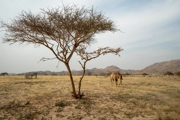Camellos Salvajes Pastizales Región Taif Arabia Saudita — Foto de Stock