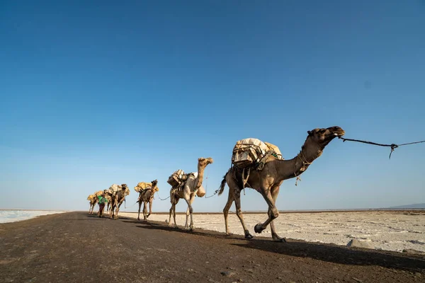 Camal Caravan Transport Salt Blocks Dalol Etiopía — Foto de Stock