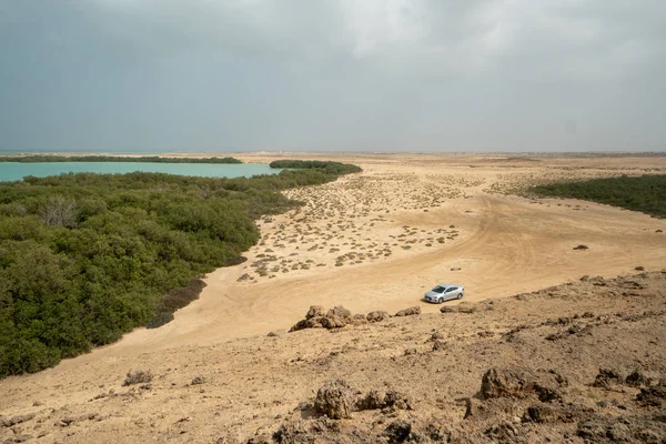 Δάσος Μαγκρόβιας Στο Νησί Φαρσάν Στην Επαρχία Jizan Της Σαουδικής — Φωτογραφία Αρχείου