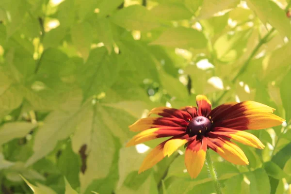 Fundo Verde Verão Brilhante Com Flor Laranja — Fotografia de Stock