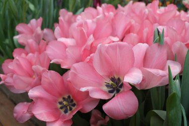 büyük pembe Lale çiçekleri tatlı 16