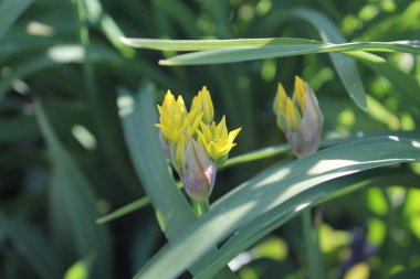 güneş ışığı ile yeşil bir arka plan üzerinde sarı soğan çiçekleri