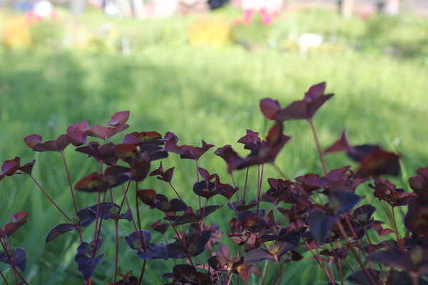 purple plant leaves on a green background of grass