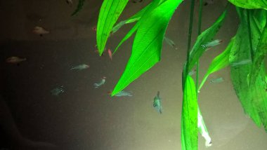 yeşil yosun ile büyük bir akvaryum küçük tropikal balık