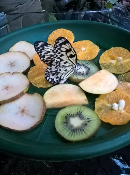 Schwarzer Und Weißer Schmetterling Der Tropische Früchte Von Einem Teller — Stockfoto