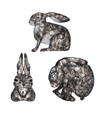 Beyaz arka planda izole edilmiş üç gri suluboya tavşan. 