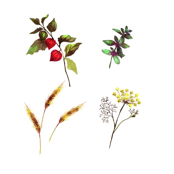 Otlar ve çiçekler ile renkli ayarlayın. Sonbahar ve sümer ruh hali. Nane, dereotu, physalis, buğday başak