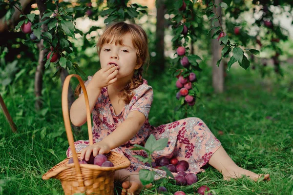 Kleines Mädchen Mit Pflaumenkorb — Stockfoto