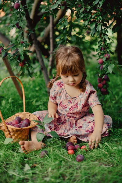 Kleines Mädchen Mit Pflaumenkorb — Stockfoto