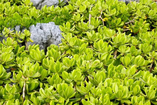 Okinawa Adası'nda tamamen yerde yetişen yeşil bir sürüngen ağacı.