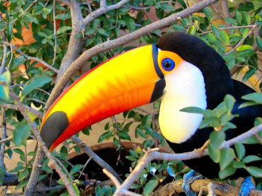Santa Cruz, Biocentro Gumbe (Biyoloji Merkezi Guembe)