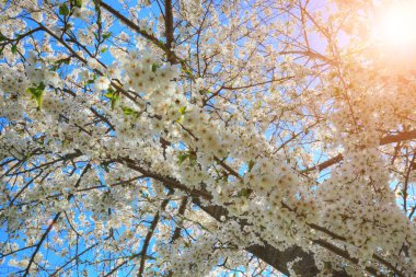 Toronto, High Park 'ta ünlü Sakura (kiraz çiçeği) çiçeği