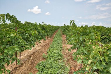Niagara Gölü 'ndeki üzüm tarlalarında ünlü Ontarian rüzgarı ve buz şarabı üretilir.