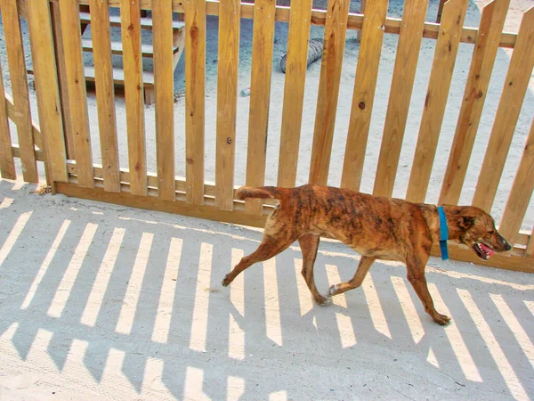 Belize Caye Caulker Streets — Stock Photo, Image