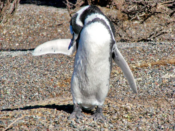 Puerto Madryn Berömd Magisk Pingvinkoloni Punta Tombo Nationalreservat — Stockfoto
