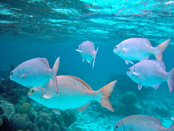 Simning Med Havsdjur Hol Chan Marine Reserve Belize — Stockfoto
