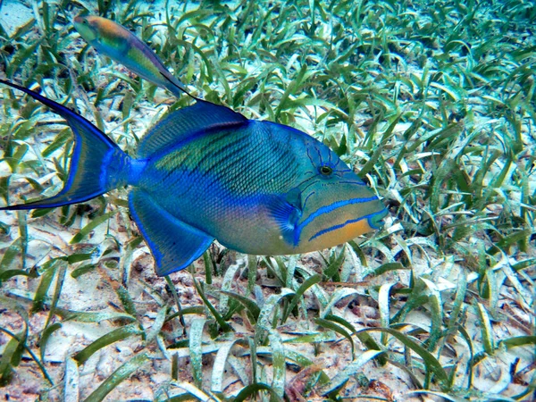 Simning Med Havsdjur Hol Chan Marine Reserve Belize — Stockfoto