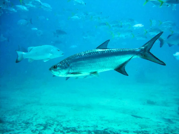 Simning Med Havsdjur Hol Chan Marine Reserve Belize — Stockfoto