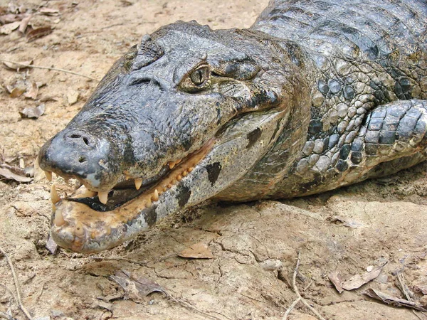 Rurrenabaque Ormanı Rio Yacuma Çevresinde Selva Turları — Stok fotoğraf