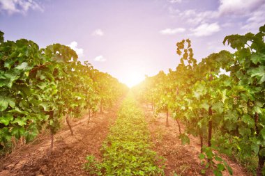 Niagara Gölde, Üzüm Tarlaları