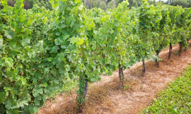 Niagara Gölü 'ndeki üzüm tarlalarında ünlü Ontarian şarabı ve buz şarabı üretilir.