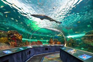 Toronto Ripleys Akvaryumu sualtı manzaralı tüneller