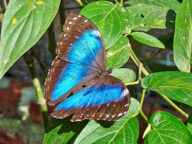Santa Cruz, Biocentro Gumbe (Biyoloji Merkezi Guembe)