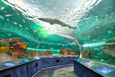 Toronto Ripleys Akvaryumu sualtı manzaralı tüneller