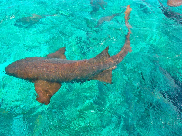 Swimming Sea Animals Hol Chan Marine Reserve Belize — Stock Photo, Image