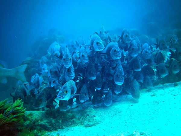 Simning Med Havsdjur Hol Chan Marine Reserve Belize — Stockfoto