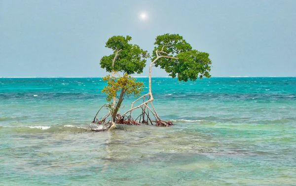 Belize Caye Caulker Village Manzaralı Plajlar Okyanus Kıyıları — Stok fotoğraf