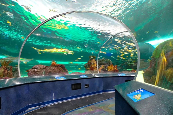 Toronto Aquarium Underwater Scenic Tunnels — Stock Photo, Image