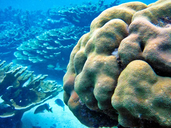 Swimming Sea Animals Hol Chan Marine Reserve Belize — Stock Photo, Image