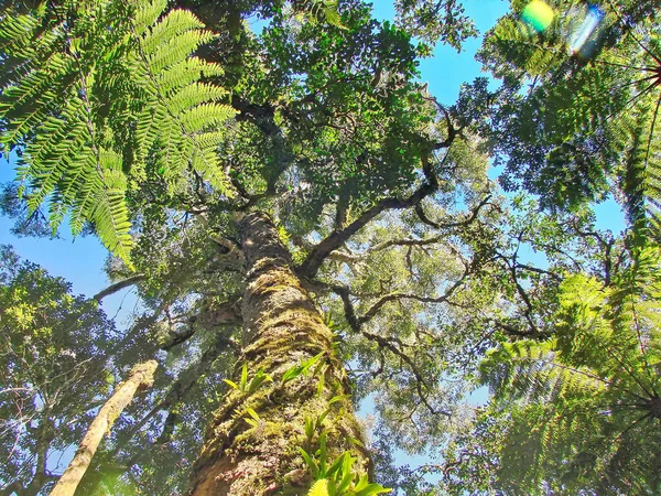 Bolivien Samaipata Ausblicke Und Landschaften Des Amboro Nationalparks — Stockfoto